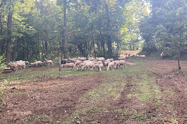 il pascolo nel bosco